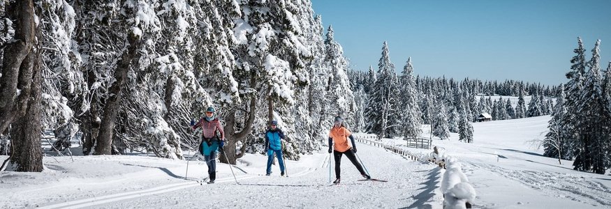 Three people cross-country skiing on a snowy trail with snow-covered trees