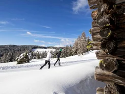 Zwei Menschen beim Langlaufski im verschneiten Wald bei klarem Himmel