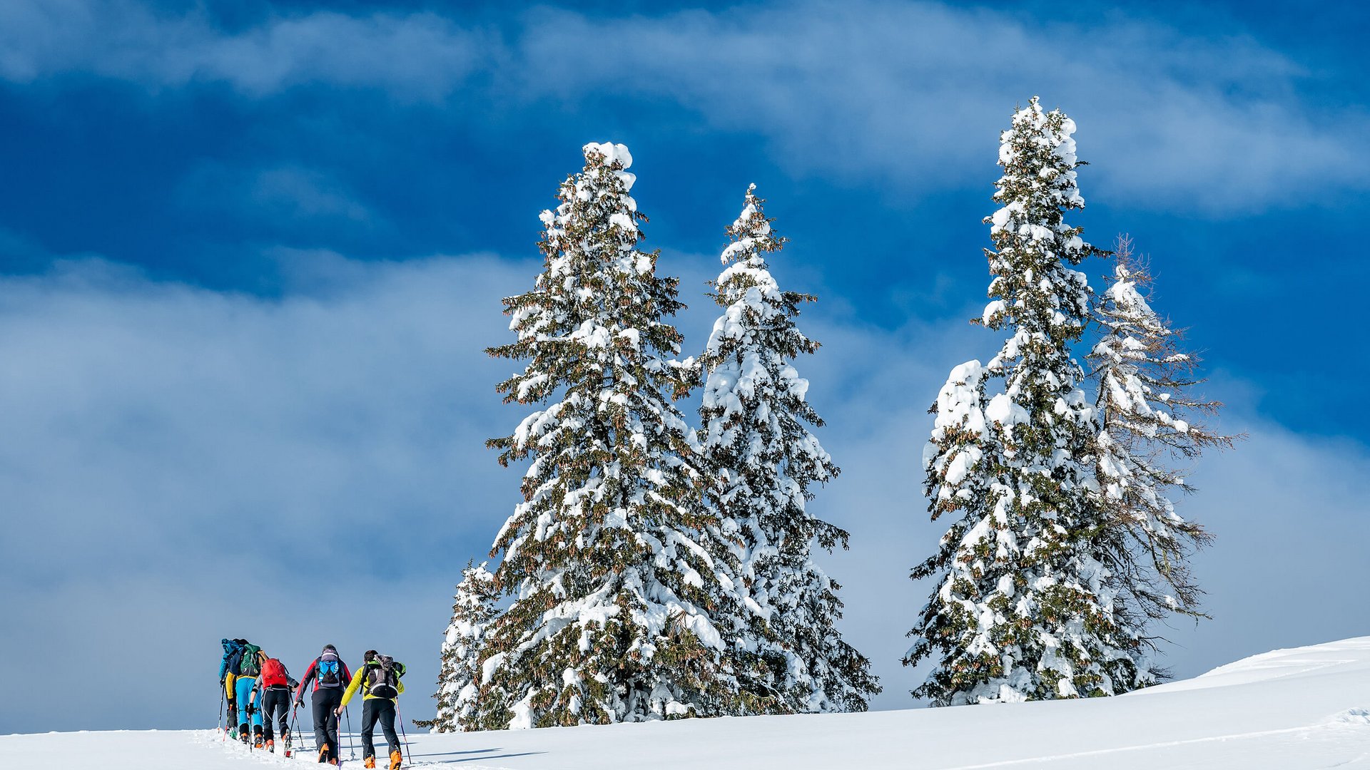 HOW TO SKITOUR © Carmen Moser Gruppe von Skitourengehern im Schneefeld neben schneebedeckten Tannen