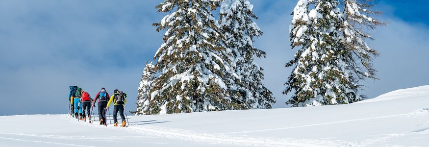 Gruppe von Skitourengehern im Schneefeld neben schneebedeckten Tannen