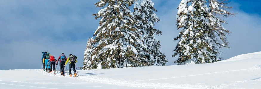 Gruppe von Skitourengehern im Schneefeld neben schneebedeckten Tannen