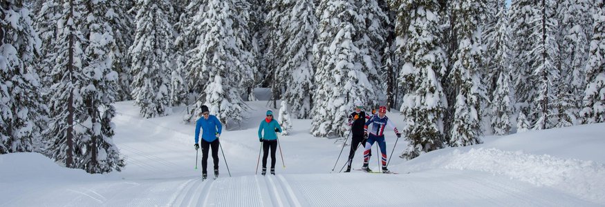 Vier Langläufer auf verschneiter Strecke umgeben von schneebedeckten Bäumen