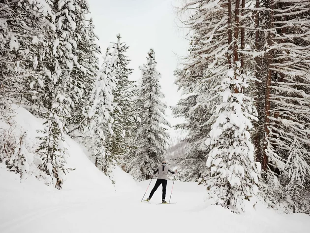 Cross-country skier in snowy forest on winter trail