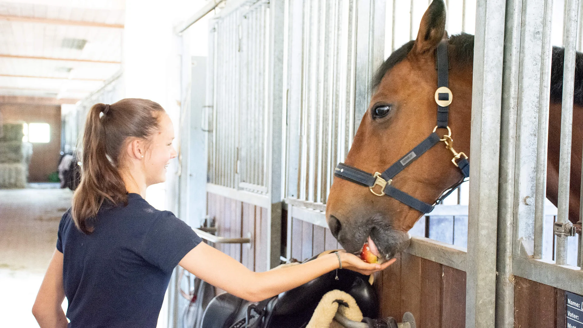 Frau füttert Pferd in einem Stall mit einem Apfel aus der Hand