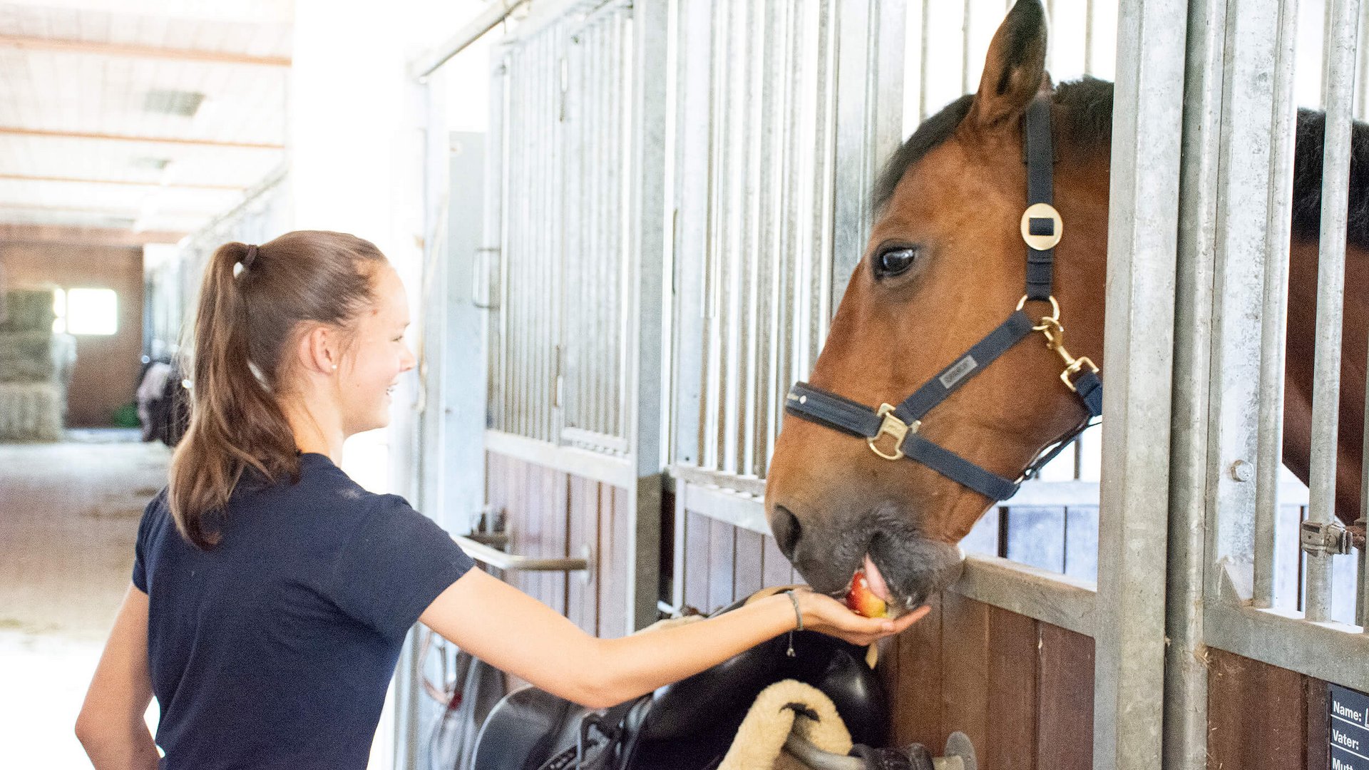 Woman feeding horse an apple by hand in a stable